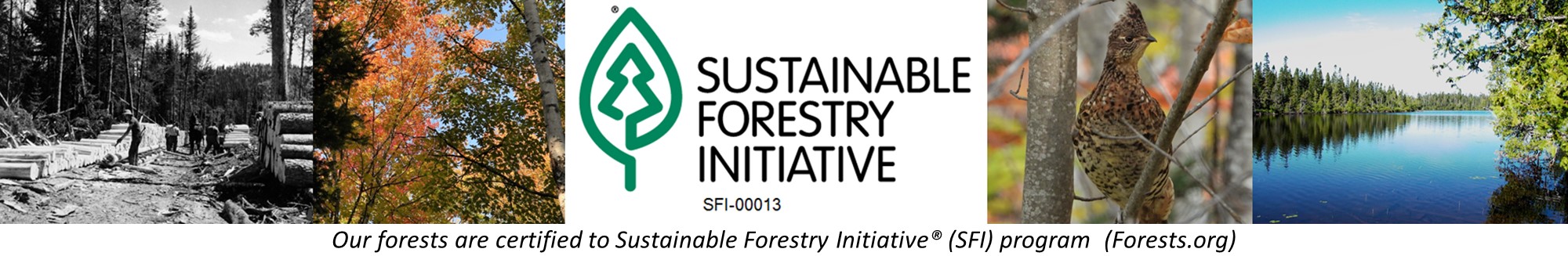photos of trees, wildlife, lakes, forest operations, SFI® logo